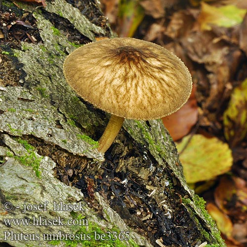 Pluteus umbrosus be3365