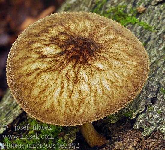 Pluteus umbrosus be3392