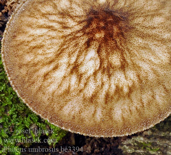 Pluteus umbrosus be3394