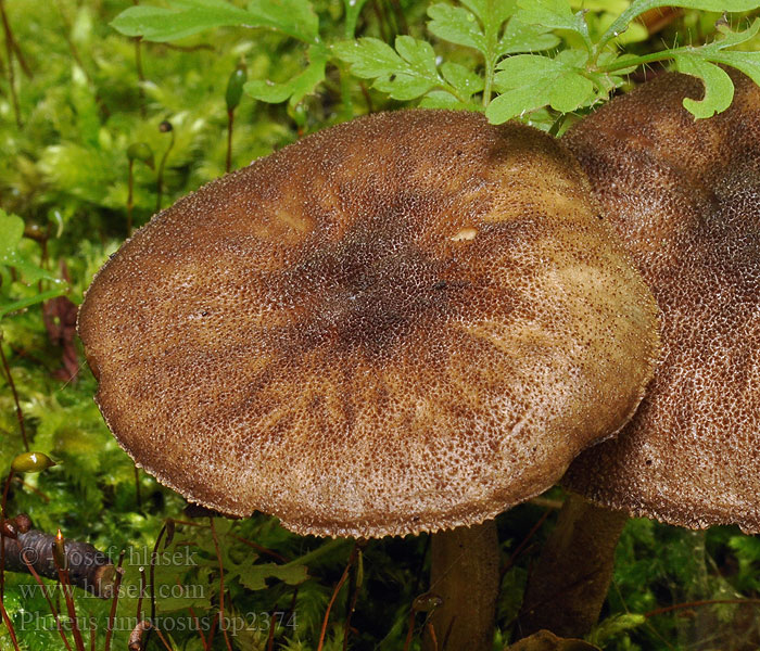 Pluteus umbrosus Štítovka stinná vláknitá