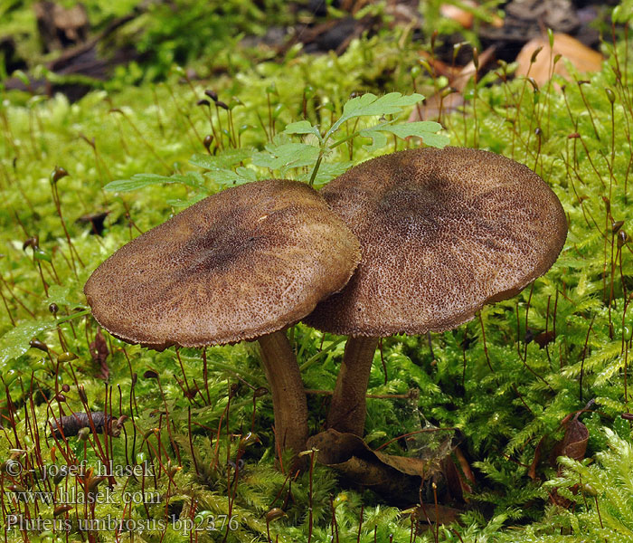 Pluteus umbrosus Schwarzsamtiger Dachpilz Schwarzflockiger