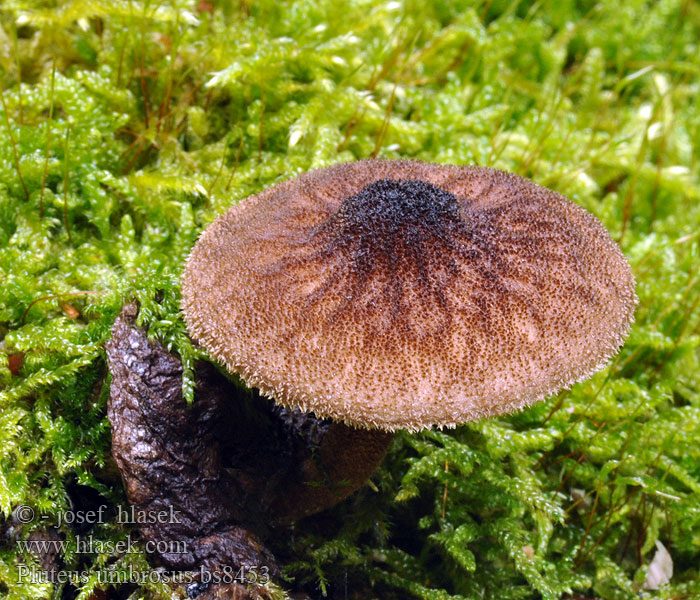 Pluteus umbrosus Skygge-skærmhat