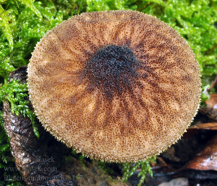 Pluteus umbrosus czarnożyłkowy łuskowiec cienisty