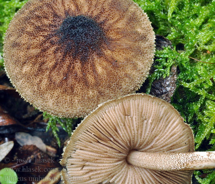 Pluteus umbrosus Karvalahorusokas