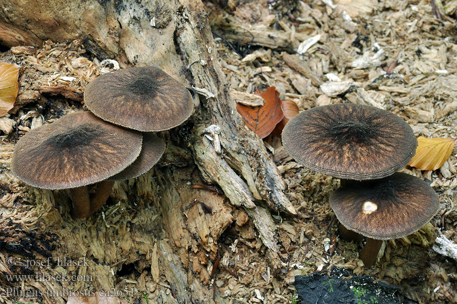 Plutée brun d'ombre