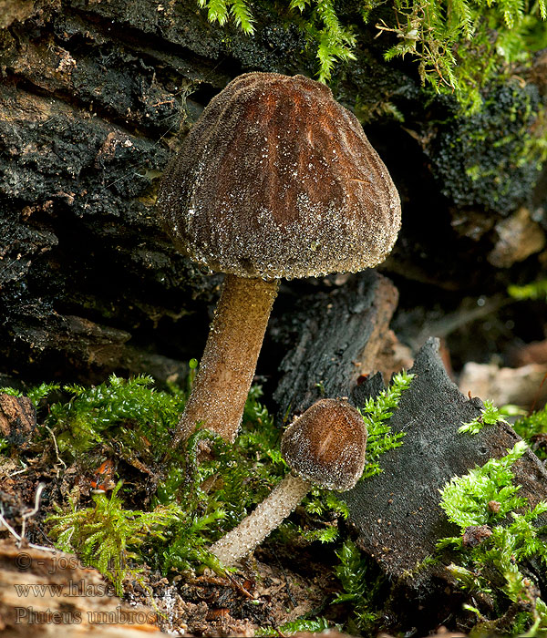 Štítovka stinná vláknitá Pluteus umbrosus