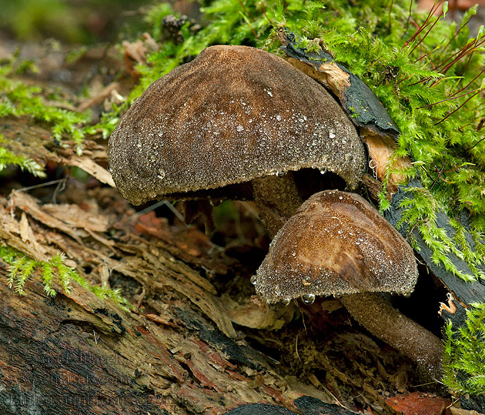 Plutée brun d'ombre Pluteus umbrosus