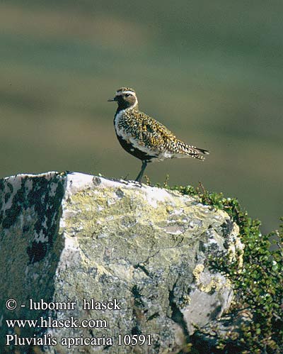 Pluvialis apricaria Golden Plover Goldregenpfeifer Pluvier doré Chorlito Dorado Europeo Kulík zlatý Piviere dorato Tarambola-dourada Hjejle Goudplevier Kapustarinta Heilo Ljungpipare Ржанка золотистая Siewka Złota Daurada grossa Urre-txirri arrunt Aranylile Dzeltenais tārtiņš Rüüt Золотистая ржанка ヨアロッパムナグロ Βροχοπούλι Tarambola-dourada Золотиста сивка Altın yağmurcun חופזי זהוב