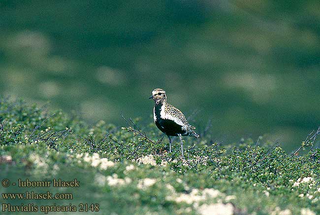 Pluvialis apricaria 2148