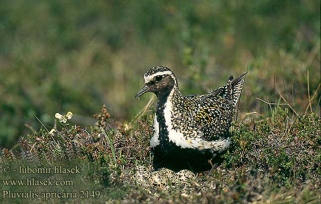 Pluvialis apricaria 2149