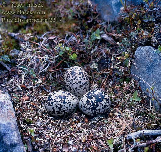 Pluvialis apricaria Golden Plover Goldregenpfeifer Pluvier doré Chorlito Dorado Europeo kulík zlatý Piviere dorato Tarambola-dourada Hjejle Goudplevier Kapustarinta Heilo Ljungpipare Siewka Złota Zaraurada grossa Urre-txirri arrunt Aranylile Dzeltenais tartinš Rüüt