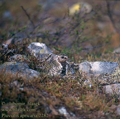 Pluvialis apricaria 2282