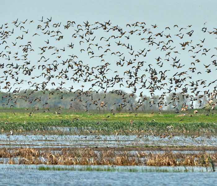 Золотиста сивка Altın yağmurcun חופזי זהוב Pluvialis apricaria Golden Plover Goldregenpfeifer Pluvier doré Chorlito Dorado Europeo Kulík zlatý Piviere dorato Tarambola-dourada Hjejle Goudplevier Kapustarinta Heilo Ljungpipare Ржанка золотистая Siewka Złota Daurada grossa Urre-txirri arrunt Aranylile Dzeltenais tārtiņš Rüüt Золотистая ржанка ヨアロッパムナグロ Βροχοπούλι Tarambola-dourada
