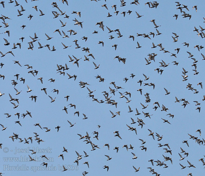 Golden Plover Goldregenpfeifer Pluvier doré Chorlito Dorado Europeo Kulík zlatý Piviere dorato Tarambola-dourada Hjejle Goudplevier Kapustarinta Heilo Ljungpipare Ржанка золотистая Siewka Złota Daurada grossa Urre-txirri arrunt Aranylile Dzeltenais tārtiņš Rüüt Золотистая ржанка ヨアロッパムナグロ Βροχοπούλι Tarambola-dourada Золотиста сивка Altın yağmurcun חופזי זהוב Pluvialis apricaria