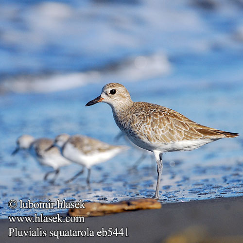 Pluvialis squatarola Grysstrandkiewiet الزقزاق الرمادي