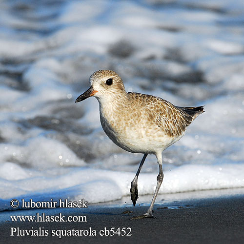 Pluvialis squatarola eb5452