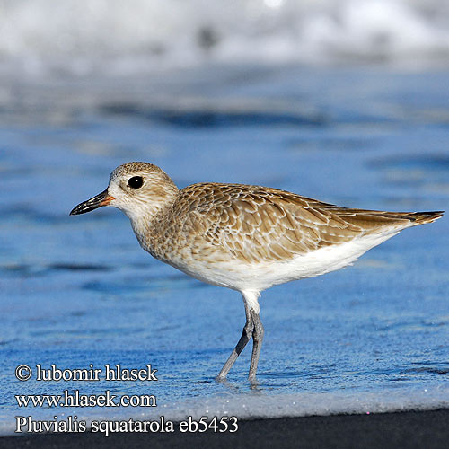 Black Bellied Plover Black-bellied Bullhead Gray Plover