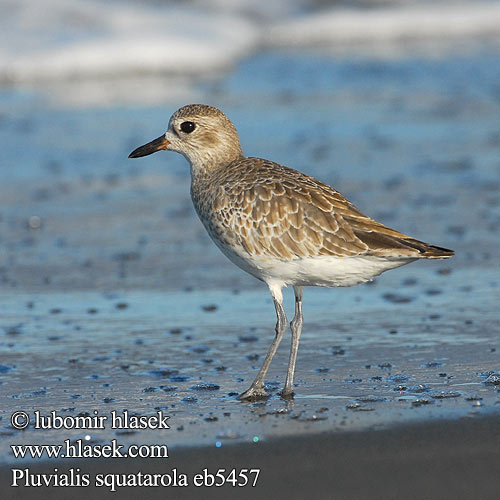 Pluvialis squatarola eb5457