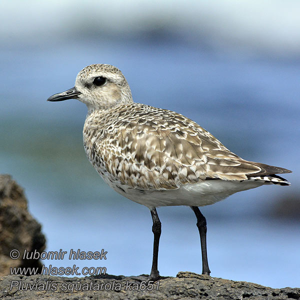 Pluvialis squatarola Kulík bledý Cornicyll llwyd Cwtiad glas