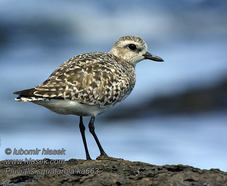 Pluvialis squatarola Strandhjejle Kiebitzregenpfeifer