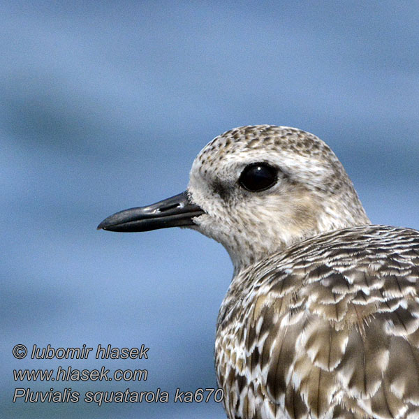 Pluvialis squatarola Zilverplevier Strandlo Tundralo Siewnic