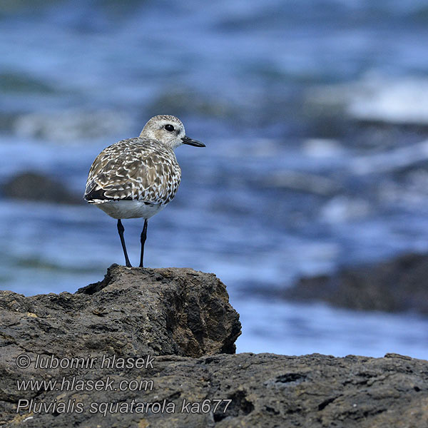 Pluvialis squatarola Batuira-cinzenta Gravarel d'argient Tулес