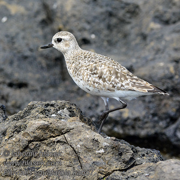 Pluvialis squatarola Črna prosenka Gjelëza pikaloshe Sivi zujavac