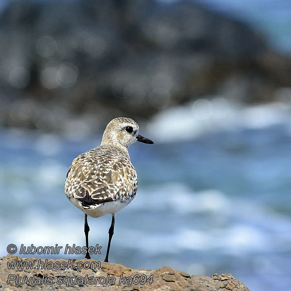 Pluvialis squatarola Kustpipare Kitwitwi Kijivu Сhekeamwezi นกหัวโตสีเทา 