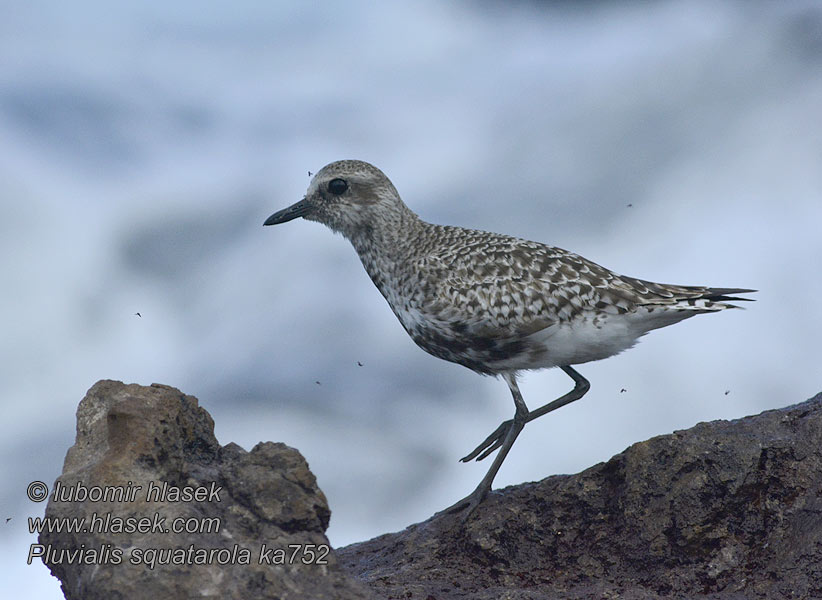 Pluvialis squatarola Gri Yağmur Морська сивка Тулес 灰斑 行鳥 灰斑鴴