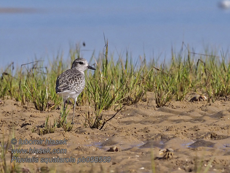 Pluvialis squatarola