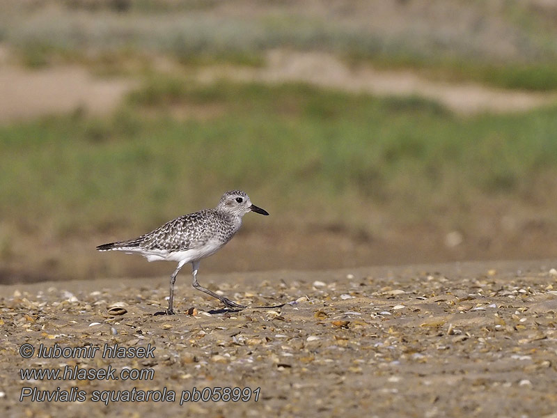 Pluvialis squatarola