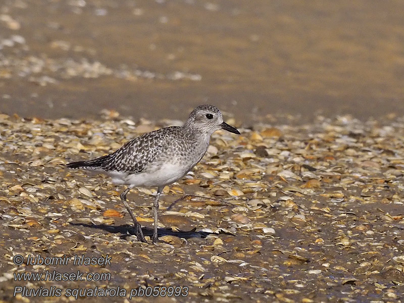 Pluvialis squatarola