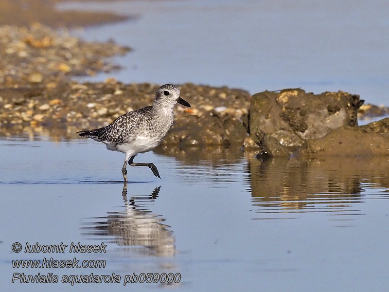 Pluvialis squatarola