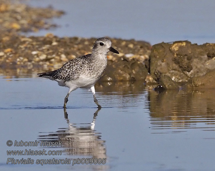 Pluvialis squatarola