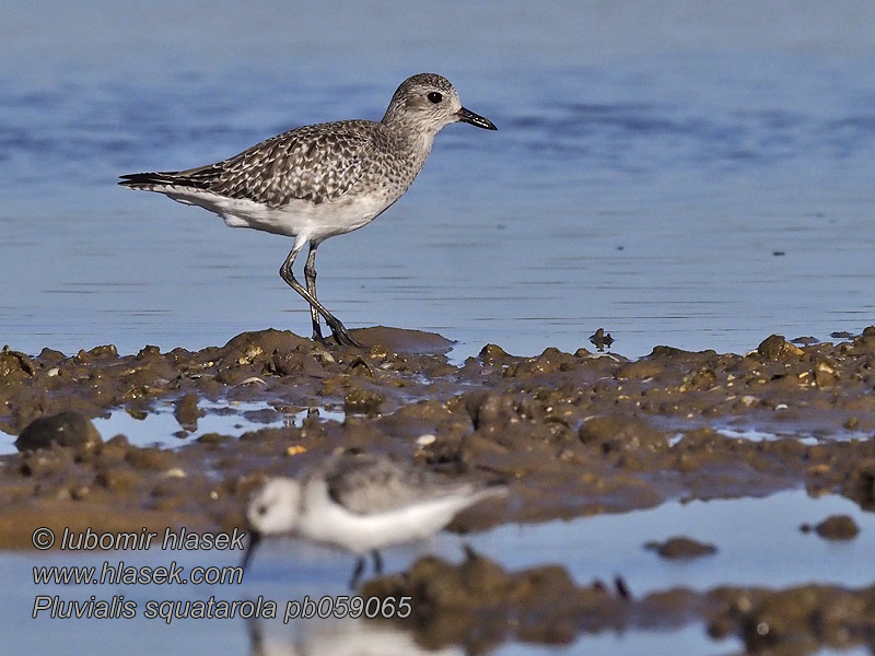 Pluvialis squatarola