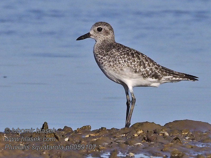 Pluvialis squatarola