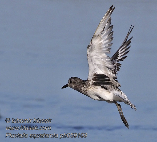 Pluvialis squatarola