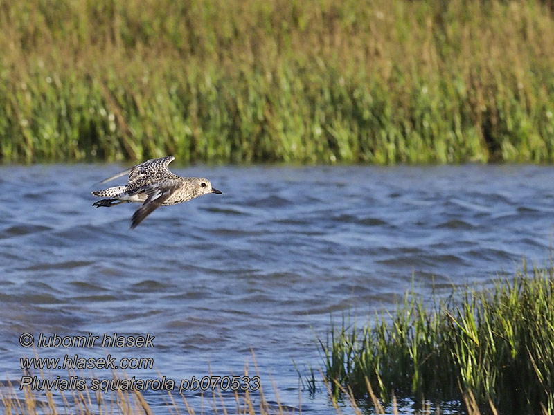 Pluvialis squatarola