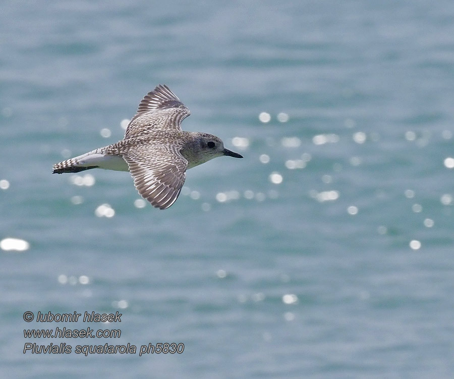 Pluvialis squatarola