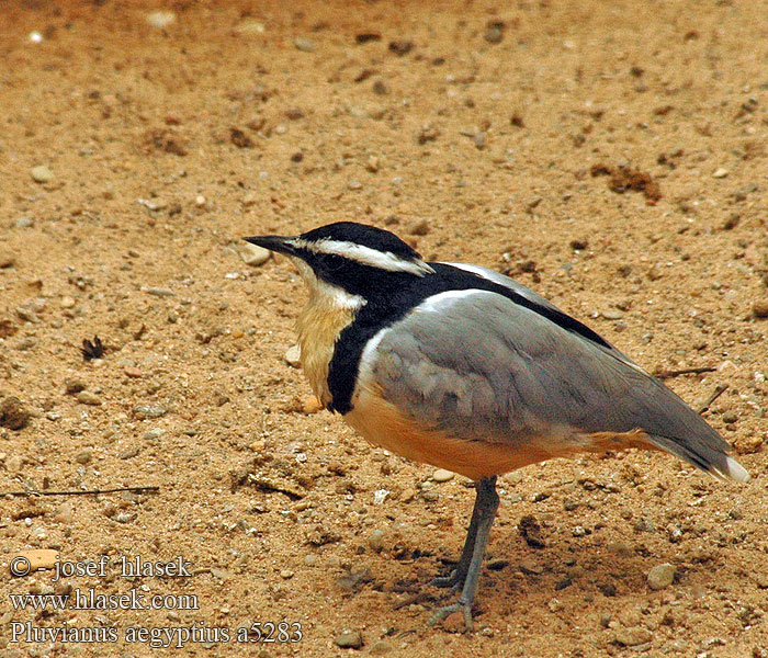 Pluvian fluviatile Egyptian Courser Krokodillenwachter Krokodilwachter Guardiano coccodrilli Krokodilmadár Krokodilwächter Pijawnik Běhulík pestrý Corredora Egipcia Krokodilväktare תנינן מצרי Ave-do-crocodilo Krokodíliar žltobruchý Timsah kuşu Timsahkuşu ナイルチドリ Pluvianus aegyptius Egyptian Plover Krokodilvogter Krokotiilinvartija