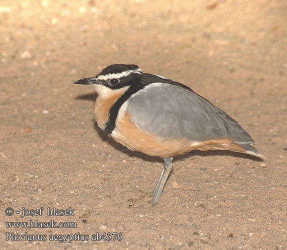 Pluvianus aegyptius Egyptian Plover Krokodilvogter Krokotiilinvartija Pluvian fluviatile Egyptian Courser Krokodillenwachter Krokodilwachter Guardiano coccodrilli Krokodilmadár Krokodilwächter Pijawnik Běhulík pestrý Corredora Egipcia Krokodilväktare תנינן מצרי Ave-do-crocodilo Krokodíliar žltobruchý Timsah kuşu Timsahkuşu ナイルチドリ