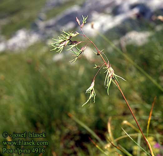 Poa alpina alpine bluegrass Fjeld Rapgræs Puistonurmikka Alpen-Rispengras