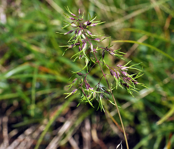 Poa alpina alpine Wiechlina alpejska Lipnice alpská