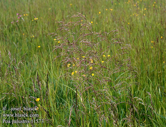 Poa palustris fowl bluegrass meadow grass Stortoppet Rapgræs