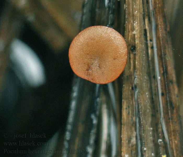 Poculum henningsianum Rutstroemia henningsiana Hlízenka Henningsova