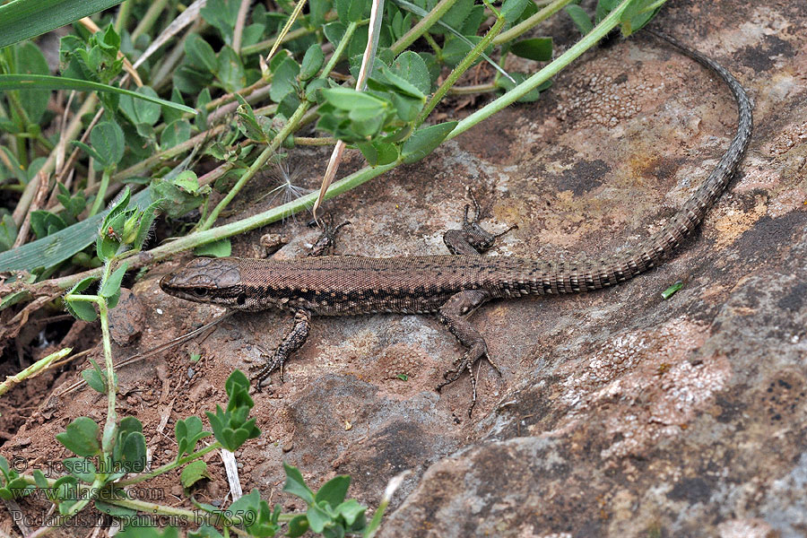 Podarcis hispanica hispanicus Spanische Mauereidechse