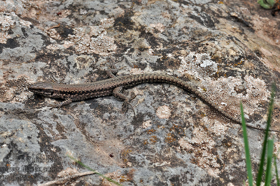 Podarcis hispanicus Lagartija ibérica común Ještěrka španělská