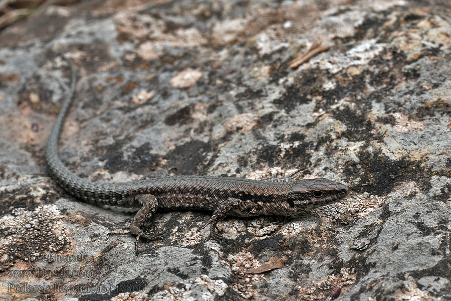 Podarcis hispanica Spanyol faligyík Iberian wall lizard