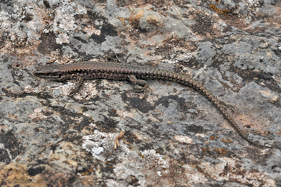 Podarcis hispanicus Murówka hiszpańska​ Lucertola iberica