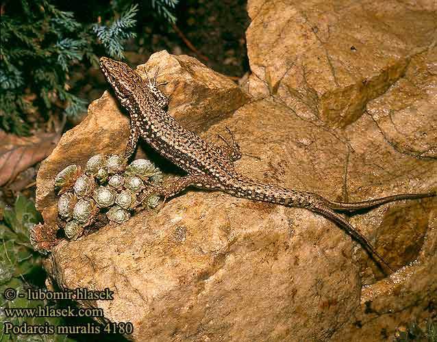 Podarcis muralis Lacerta Mauereidechse Common Wall Lizard